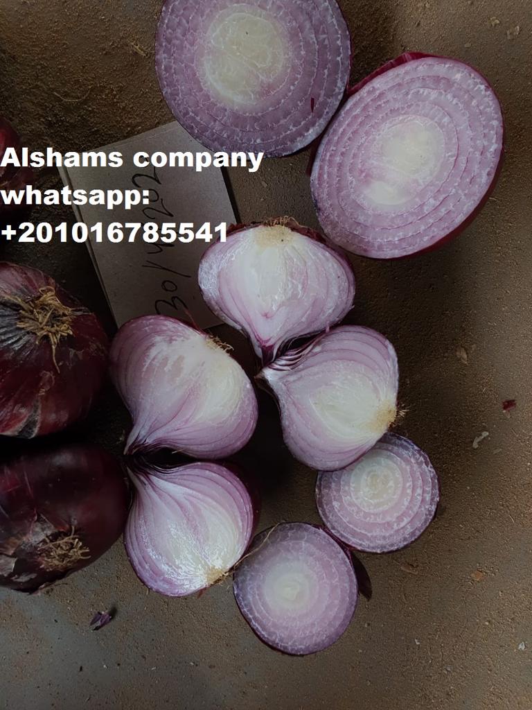 Product image - we are one of Leading companies In the field of exporting agricultural crops. 
Nowadays we can provide you ( red onions ) with high quality & best price .
With this specifications: 
 Packing : 25  kilo per bag
Grade (A)
Company name : Alshams company for  general export&import
Our Location : kafer elzayat city _ egypt
for more information contact with us : 
Mob & Whatsapp :00201016785541
Email : alshams.info@yahoo.co
